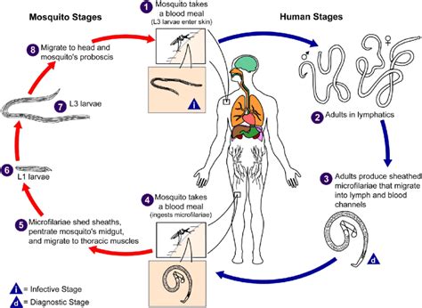 Life-cycle of filarial parasites, demonstrated with W. bacncrofti. Both ...