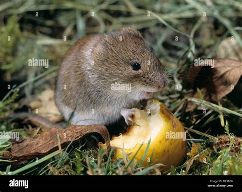 Mice and vole diet hi-res stock photography and images - Alamy