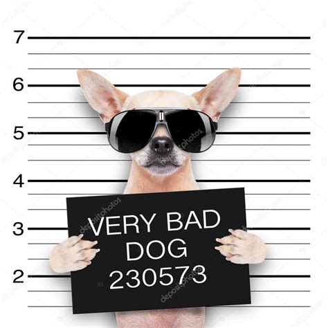 Mugshot dog — Stock Photo © damedeeso #54662249