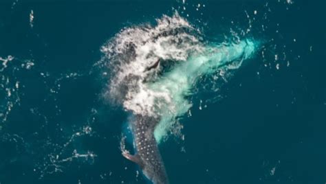 Whale sharks seen mating on Ningaloo Reef, exciting scientists - ABC News