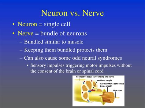 PPT - Nervous system PowerPoint Presentation, free download - ID:6973791