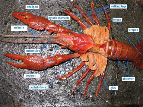 Crayfish Internal Anatomy Dissection