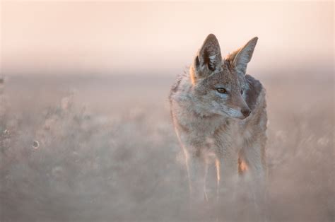 Black Backed Jackal | Sean Crane Photography