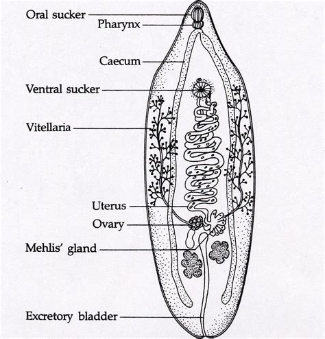 Liver Fluke - Opistorchis felinaeus