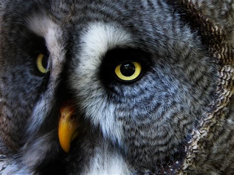 Yosemite's Great Gray Owl - Yosemite National Park! | Scenic Wonders ...