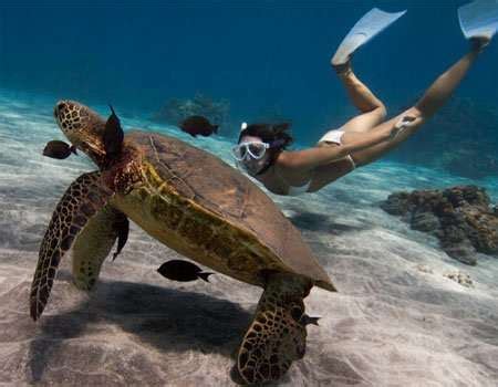 Best snorkeling Maui beaches - Hawaiian lifestyle Part I.