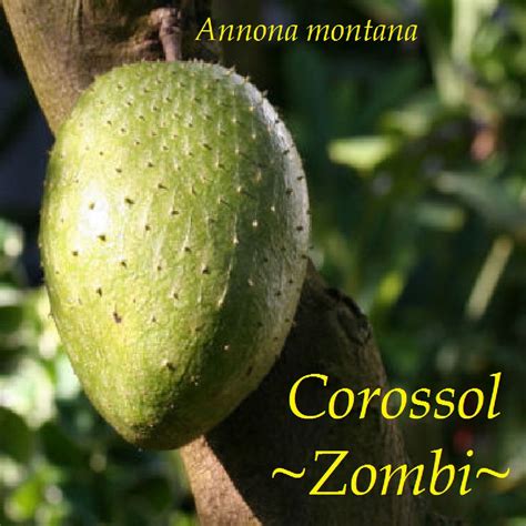 Polynesian Produce Stand : ~COROSSOL ZOMBIE~ Annona montana MOUNTAIN ...