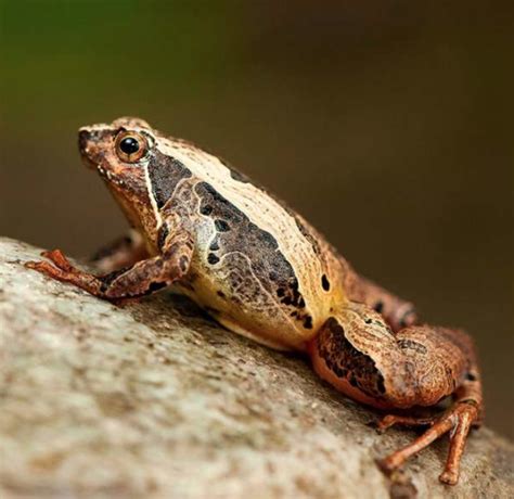 Species New to Science: [Herpetology • 2019] Micryletta eos • A New ...