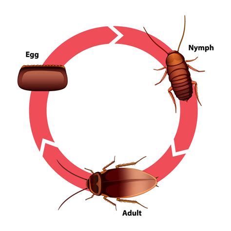 Life Cycle Of Cockroach Images