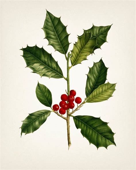 Holly Plant Christmas Botanical Print Holiday Wall Art WITHOUT Plant ...