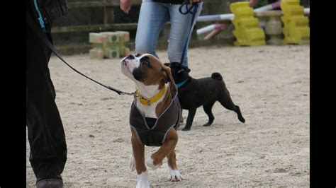 25+ Boxer Dog Guard Training Photo - Bleumoonproductions