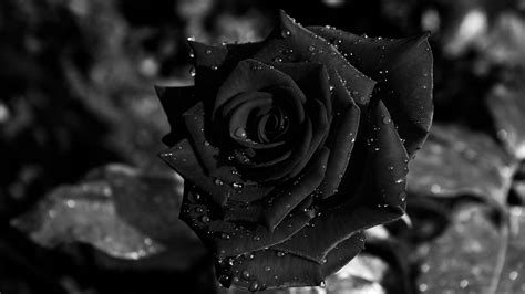 Black Rose Background (52+ pictures) - WallpaperSet