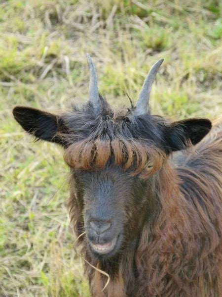 Goat mammal hair Free stock photos in JPEG (.jpg) 3456x4608 format for ...