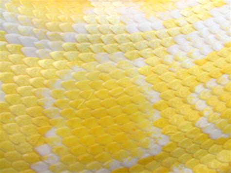 Albino Snake Skin Macro Stock Photo - Download Image Now - iStock