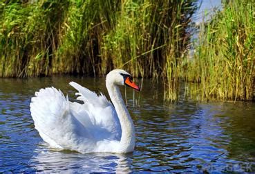 Flora & Fauna - Freshwater biome