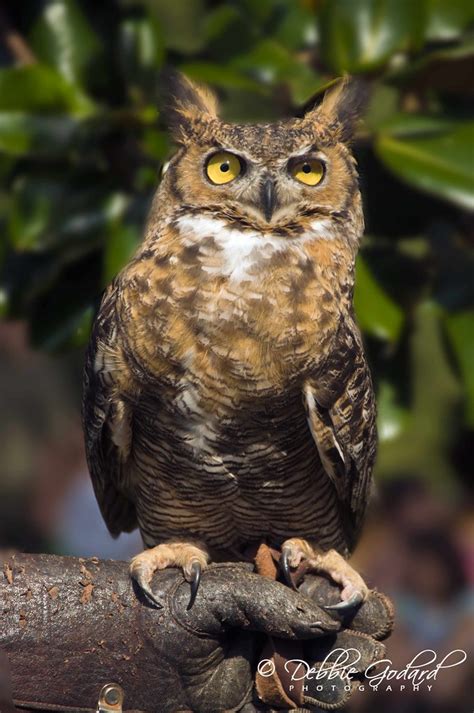 Great Horned Owl 2 | Seen at the Alabama Coastal BirdFest Ex… | Flickr