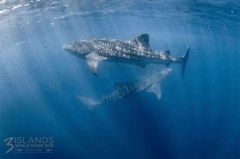 Whale Shark Breeding Facts – Three Islands Whale Shark Dive