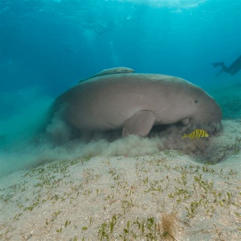 Gulf Dugong Species Conservation & Biodiversity Workshop