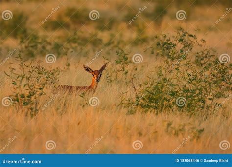 A Baby Deer Fawn Standing Amidst Dry Grass Under the Evening Sun Stock ...