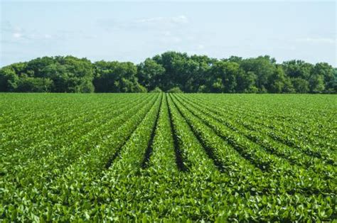 Growing Soybeans 101 | Successful Farming