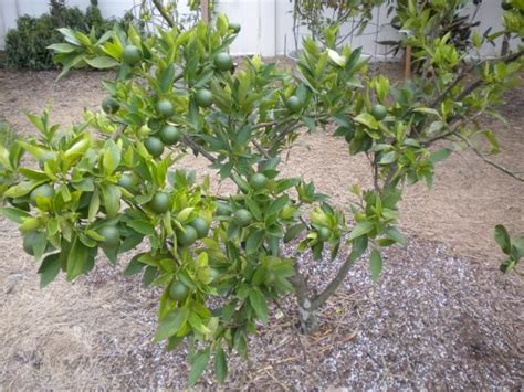 red lime tree, delicious! | Edible landscaping, Gardening tips, Plants