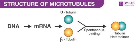 What are Microtubules? - Definition, Structure, Function