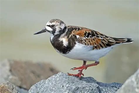 Ruddy Turnstone - Facts, Size, Diet, Pictures - All Animal Facts