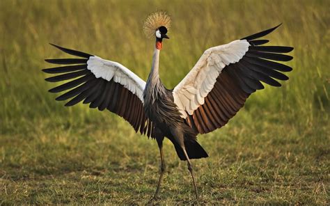 All About Animal Wildlife: Crane Bird Facts and Images-Photos