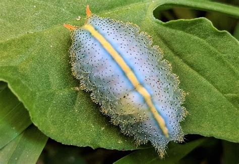 Macadamia Cup Moth Caterpillar from Australia - What's That Bug?