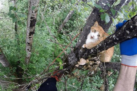 These Cat Loving Arborists Rescue Kitties Stranded In Trees - For Free