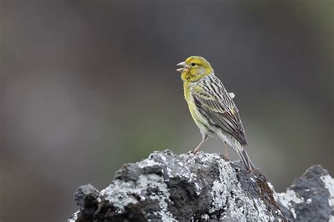 The Unique Animals Of The Canary Islands - WorldAtlas