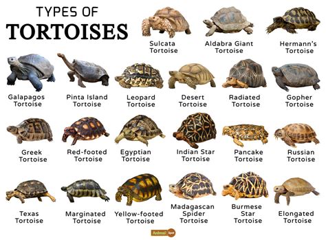 Types of Tortoise - Animal Spot