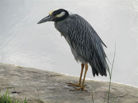 YELLOW-CROWNED NIGHT HERON - BirminghamWatch