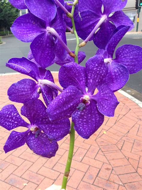 Beautiful Purple Orchids in White Vase