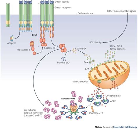 Cytochrome c is primarily known for its function in the mitochondria as ...