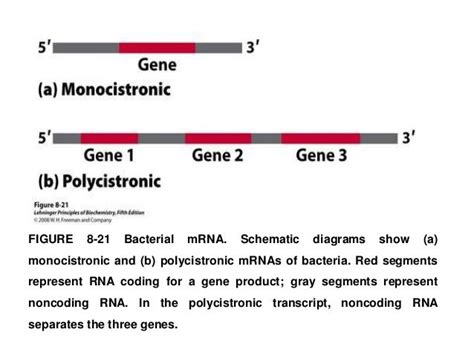 Structure and function of Messenger RNA (mRNA )