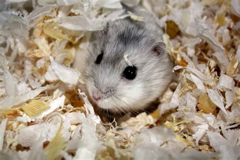 Skinny Dwarf Hamster at ukamreteteriblog Blog