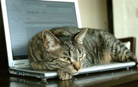 Dell Customers Complain About Laptops That ‘Smell Of Cat Urine’ | Cult ...