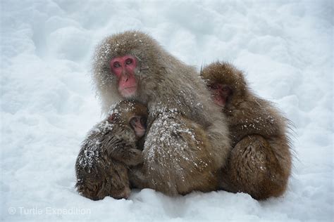 Turtle Expedition » Japan #6 – Snow Monkeys – December 2014