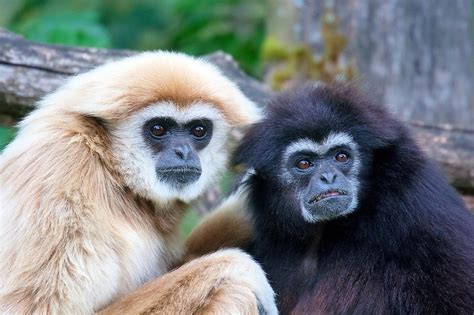 Gibbons: Interesting Facts About Vocal and Endangered Apes - Owlcation