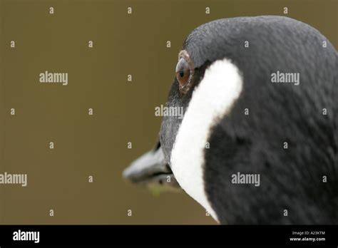 Canada Goose face close-up Stock Photo - Alamy