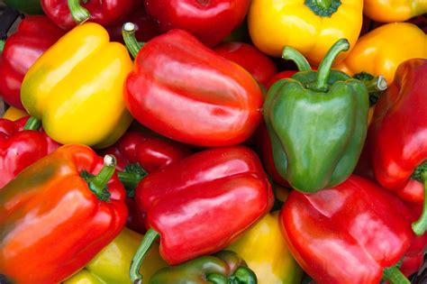 Capsicum Plant; Everything you need to know | SkyPerma