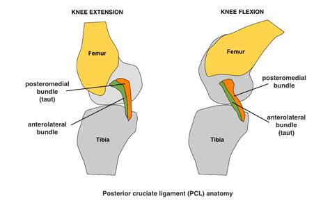 Non-operative Treatment of PCL Injury - Physiopedia