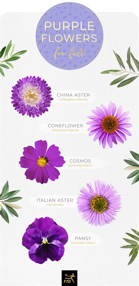 5 Petal Purple Flower Names | Best Flower Site