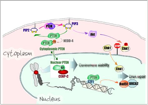 A model of PTEN as a guardian of the genome. PTEN maintains genomic ...