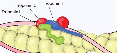 Troponin Levels: What High Levels Mean, Tests, Normal Range - Dr. Axe