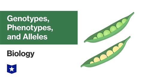 Genotypes, Phenotypes, and Alleles | Biology - YouTube