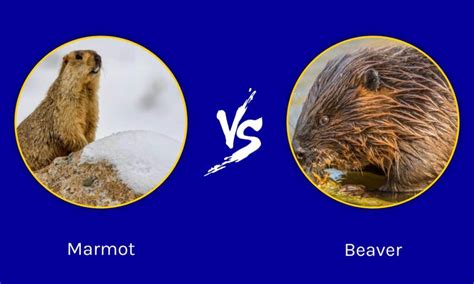 Marmot vs Beaver: Key Differences Explained - A-Z Animals