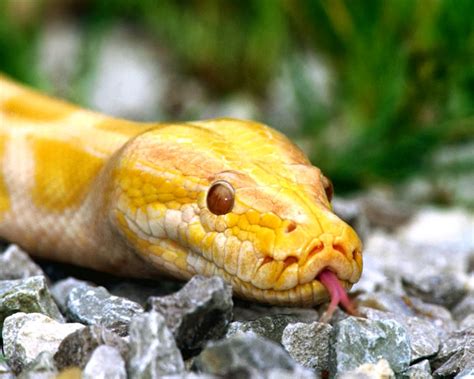 Amaizing Animal Facts: Burmese python snakes pictures