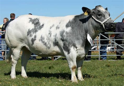 Belgian Blue Cow – All You Need To Know About This Breed As A Farmer ...